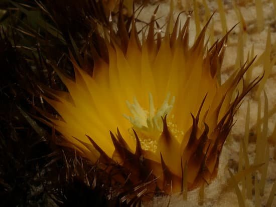 canva cactus flower MAC RJk4nMo
