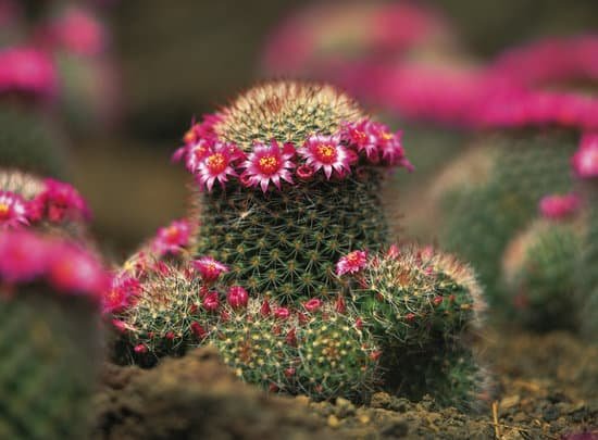 canva cactus flower MADBFA 5eJ4