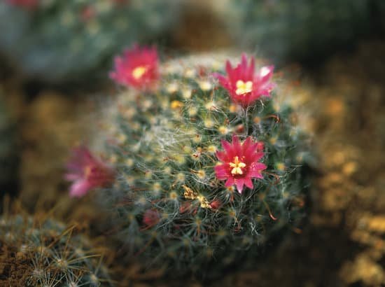 canva cactus flower MADBFI5s4Rc