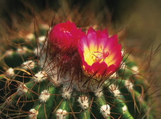 canva cactus flower MADBFLdkOek