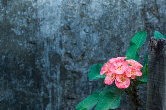 canva cactus flower MADIMUm2 7o
