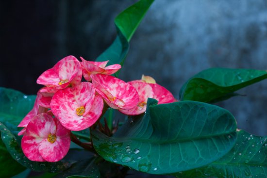 canva cactus flower