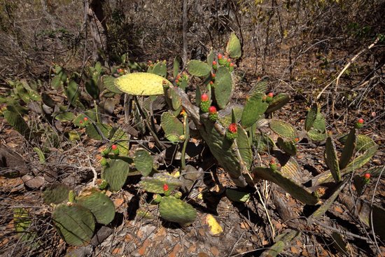 canva cactus flower on fig cactus MADFEybyMY0