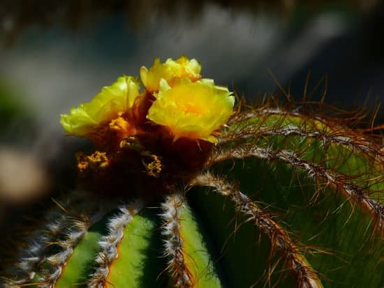 canva cactus flowers MAC RHzGbyQ