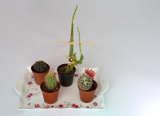 canva cactus flowers MADFazJKDWI