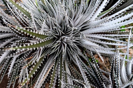 canva cactus in a garden closeup MAEOD0AUvHE