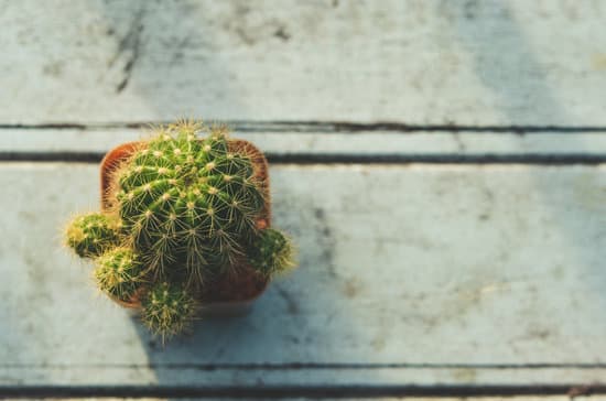 canva cactus in a pot MAEP17GhkMI