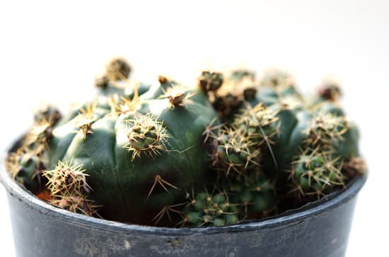 canva cactus in a pot closeup MAEP10j 1 Y