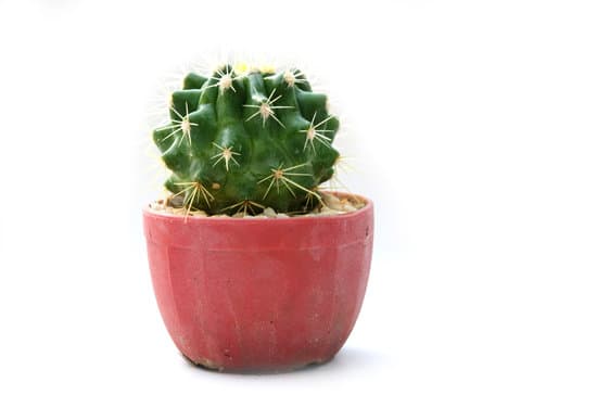 canva cactus in a pot on a white background MAEP1yhD pM