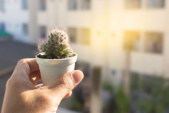 canva cactus in a pot with soft light MAEQZyIZ2A0