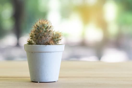 canva cactus in a pot with soft light MAEQpLMlu6E