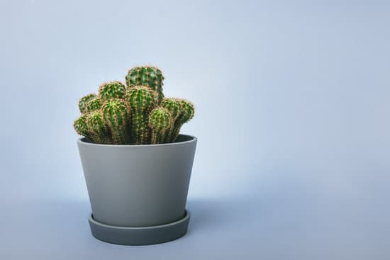 canva cactus in grey ceramic pot on the light gray background MAEPrDu6oTo