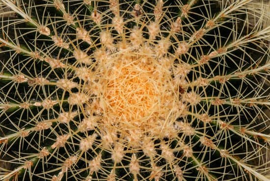 canva cactus macro MADCPBXWA6s