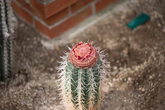 canva cactus melon cactus