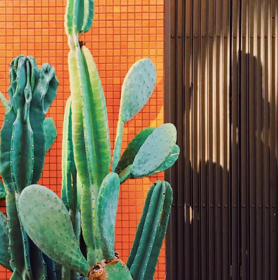 canva cactus near orange tiled wall MAENNm802 8