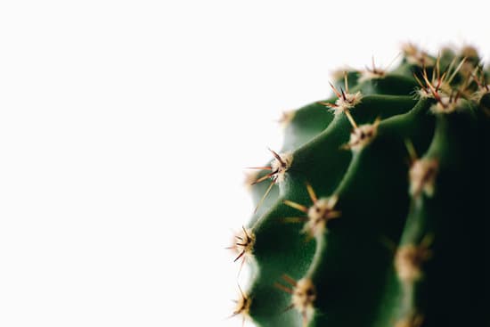 canva cactus on white background MAEXM9KhwMw