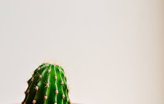 canva cactus on white background copy space MAENXXIKsMQ