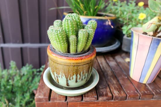 canva cactus or cactus plant MAC7duMeLrg