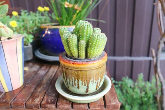 canva cactus or cactus plant MAC7mPVoUl4