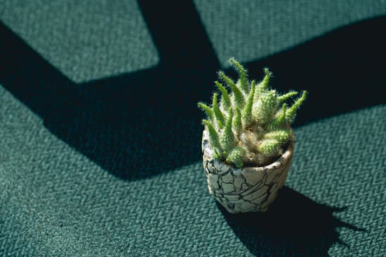 canva cactus placed on a wooden table MAEOmd7SoeI