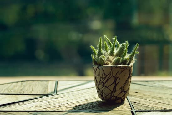 canva cactus placed on a wooden table beside a bright window. MAEOmQsNjms