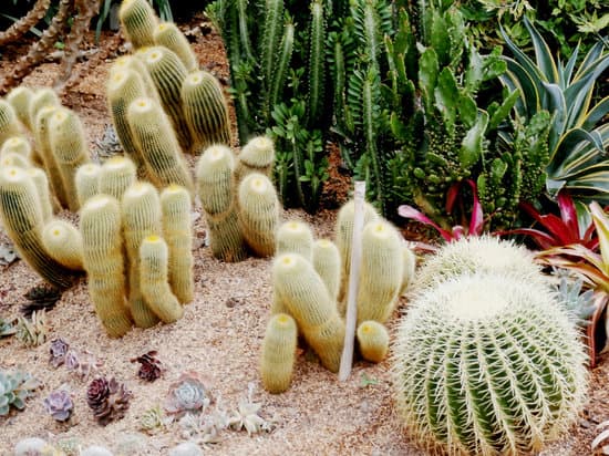 canva cactus plant MADAOm48BZU