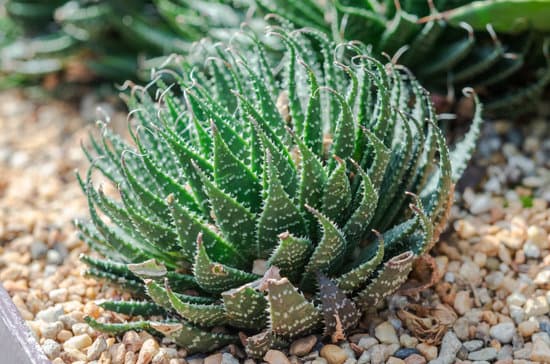 canva cactus plant close up MAEPzM9N1TE