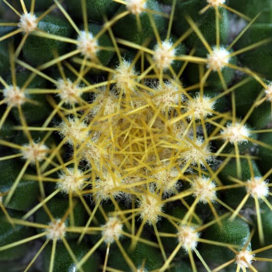 canva cactus plant closeup MAD Q4E1wL4