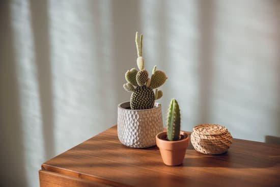 canva cactus plants on the wooden side table MAD T6DKY5k