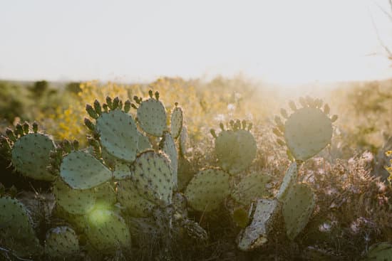 canva cactus plants outdoors MAEWAOoFXVw