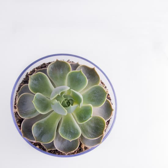 canva cactus seen from above white background MAEPpFiXWv0