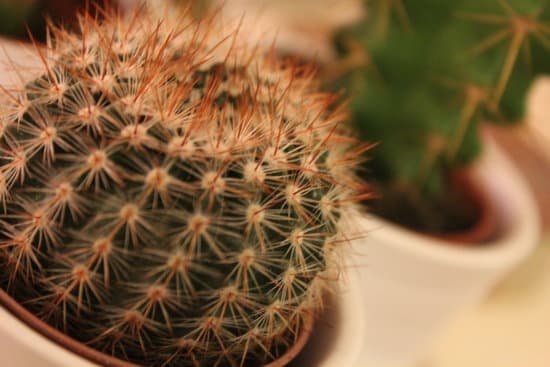 canva cactus selection MADBvgekA64