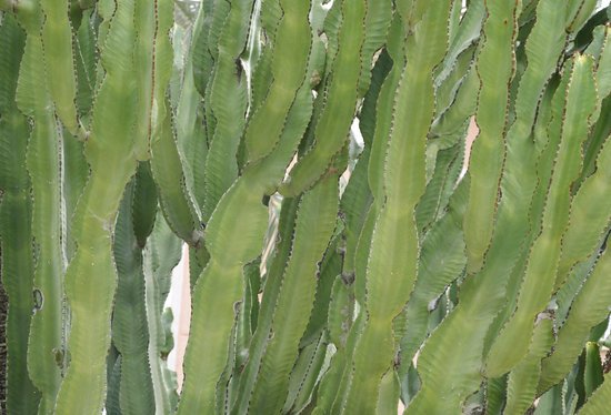canva cactus succulent MADGDbohPo8