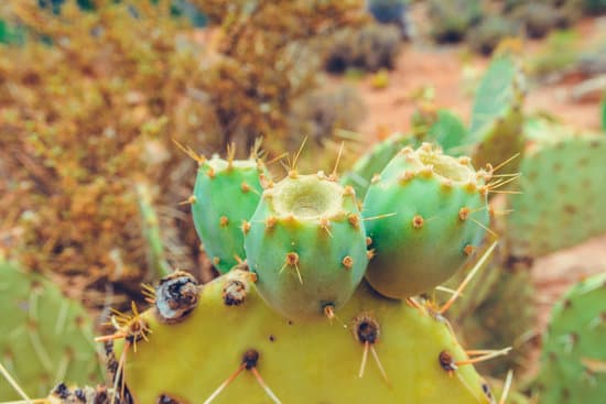 canva cactus with thorns closeup MAEU9GbZMPg