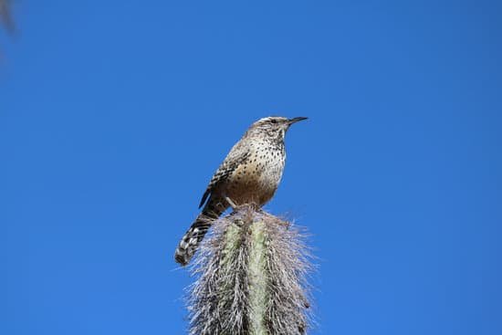 canva cactus wren MADBnnrdrdE