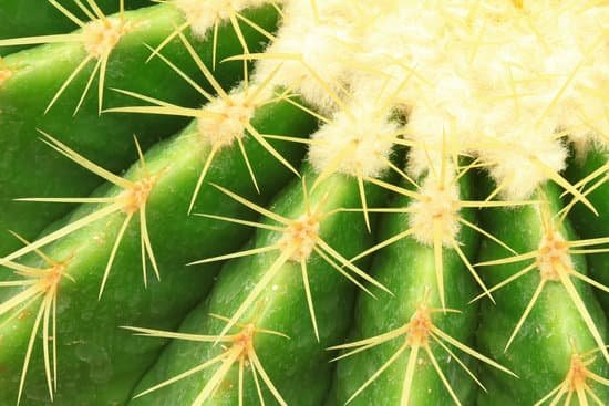 canva cactus. MAC 7EbaWVE