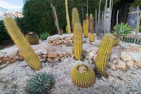 canva cactus. MADAbMsYGYI