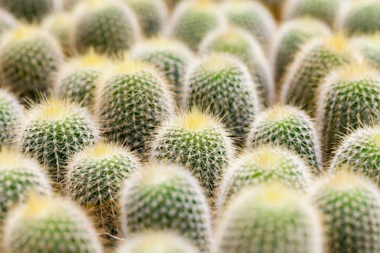 canva cactus. MAEEvpAwHpI