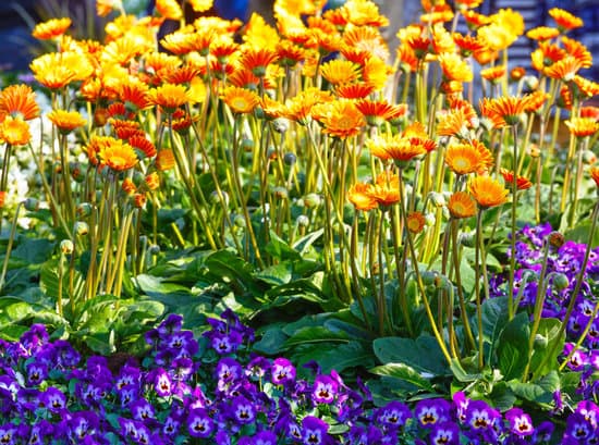 canva calendula yellow flowers closeup. MAET8jGblYA