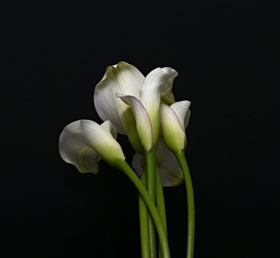 canva calla lilies MAD33uT1Dt8