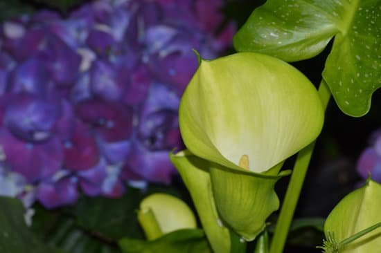 canva calla lily MAC35hy6OyA