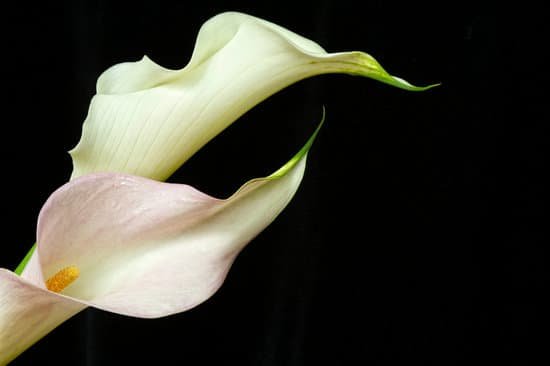 canva calla lily MAD32wFIjfI