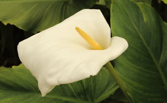 canva calla lily MAD35YbPElM