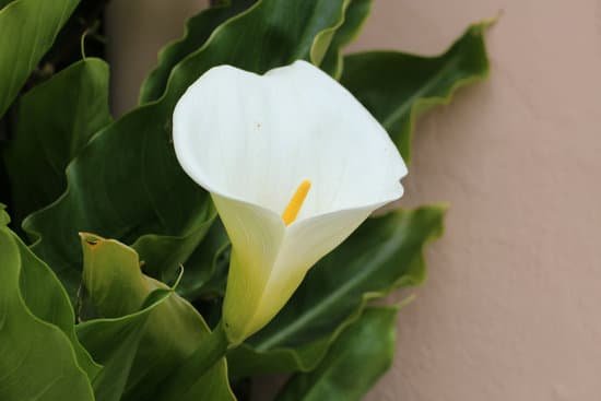 canva calla lily MADCVN2z7vw