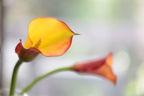 canva calla lily
