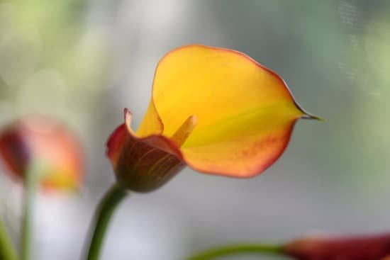 canva calla lily MADZCISjIoA