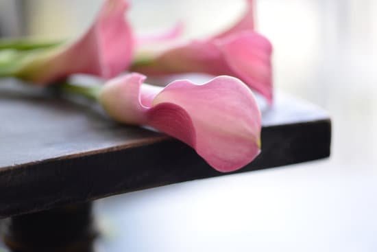 canva calla lily MADZCKYYmDU