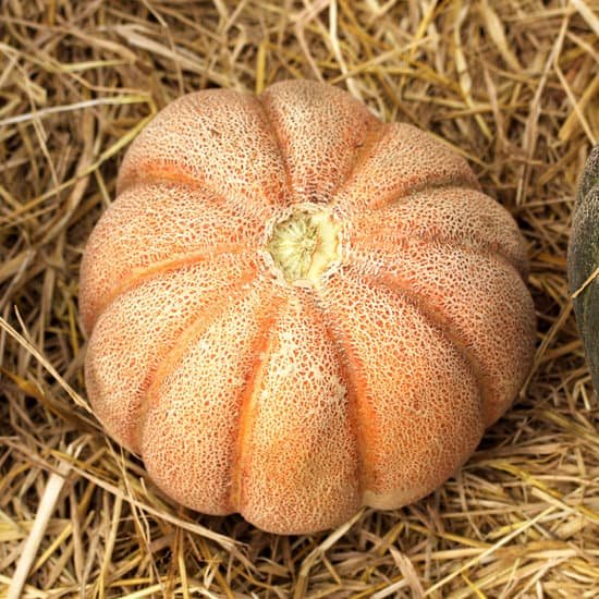 canva cantaloupe melon MAC9lKRf94s