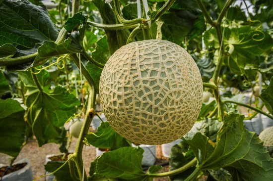 canva cantaloupe melon MADFqEclGp0