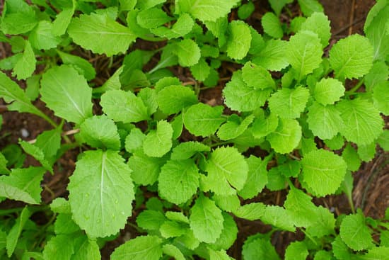 canva cantonese green lettuce in garden MAERrOQFbL0
